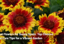 Best Flowers for Sunny Spots: Top Choices and Care Tips for a Vibrant Garden