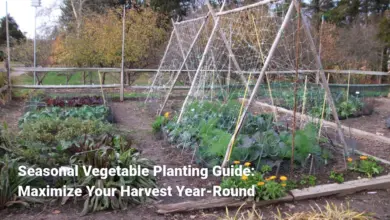 Seasonal Vegetable Planting Guide: Maximize Your Harvest Year-Round