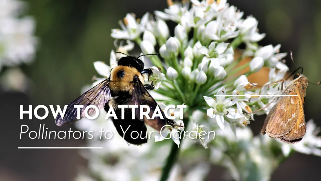 How to Attract Pollinators to Your Garden | The Growing Place