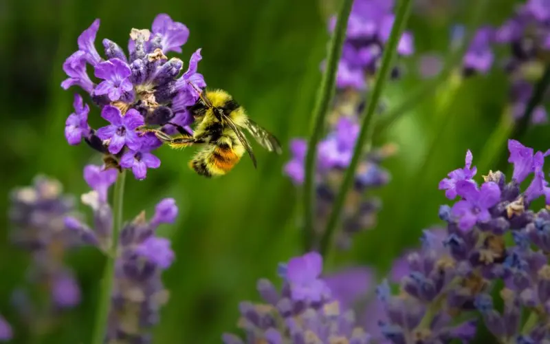 How To Easily Attract Pollinators To Your Garden