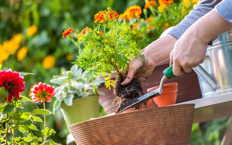 15 Best Annuals For Sun And Shade To Grow In Your Garden