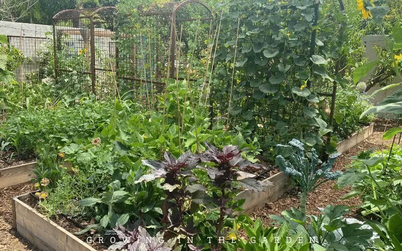 5 Tips for Successful Companion Planting - Growing In The Garden