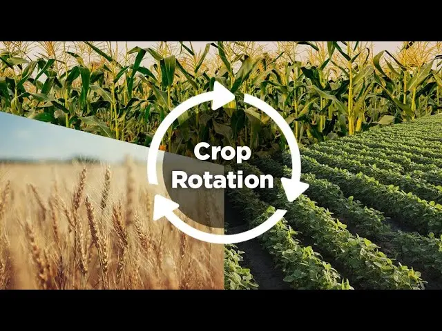 Mastering Crop Rotation - Techniques for Sustainable Farming (16 Minutes)