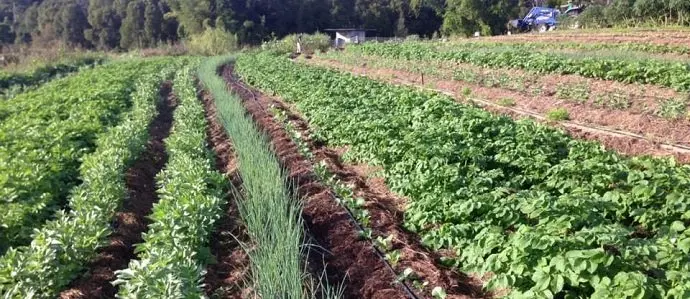 5 Ways to Get the Most Out of Crop Rotation On Your Farm