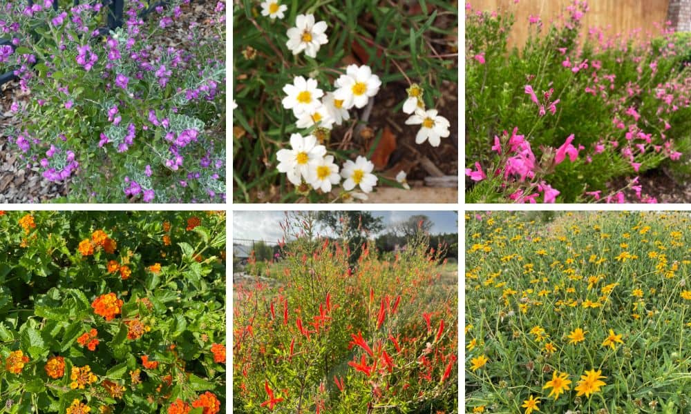 Top 10 Drought Tolerant Perennials for Texas - Native Backyards