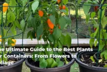 The Ultimate Guide to the Best Plants for Containers: From Flowers to Foliage