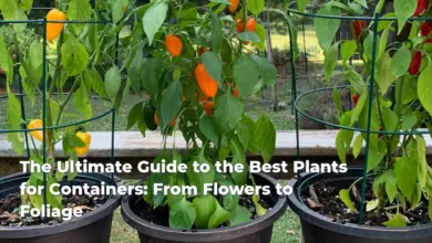 The Ultimate Guide to the Best Plants for Containers: From Flowers to Foliage