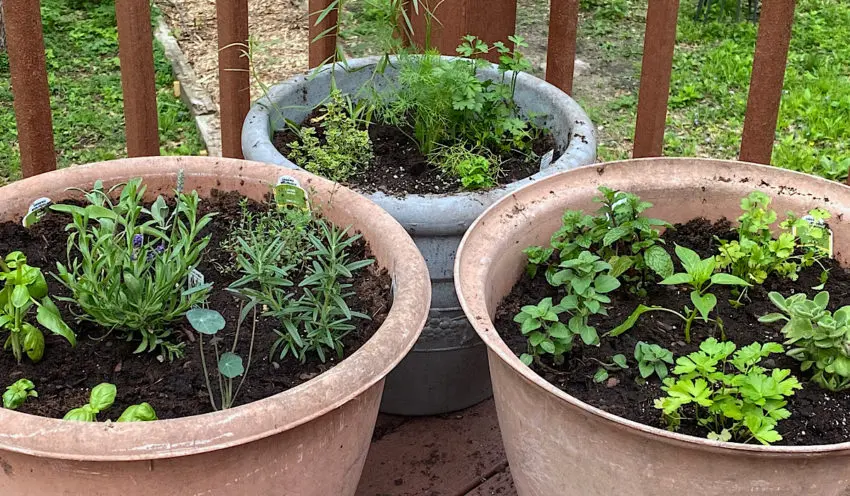 Growing herbs in containers: themes for herb gardens - Farm ...