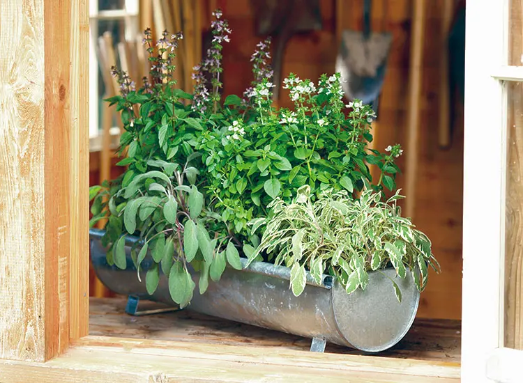 Ideas for Growing Herbs in Pots | Garden Gate