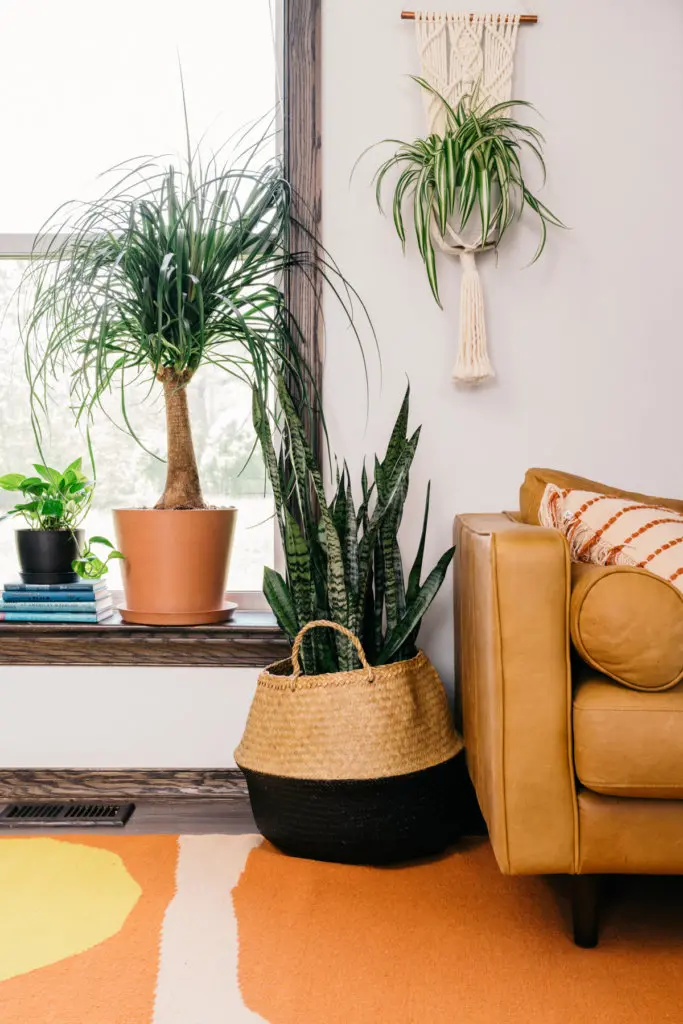 Indoor Plants for Apartments: Best Varieties, Care Tips, and Space-Saving Placement Ideas