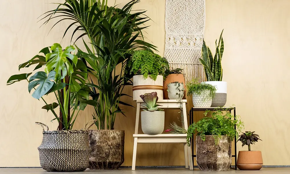 5 Best Indoor Plants for Apartments - Anchorage Apartments