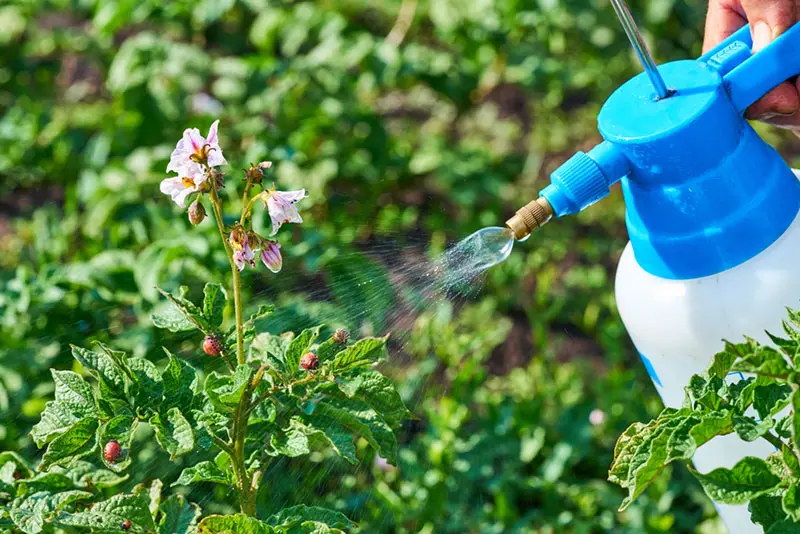 Everything You Need to Know About Organic Pest Control ...