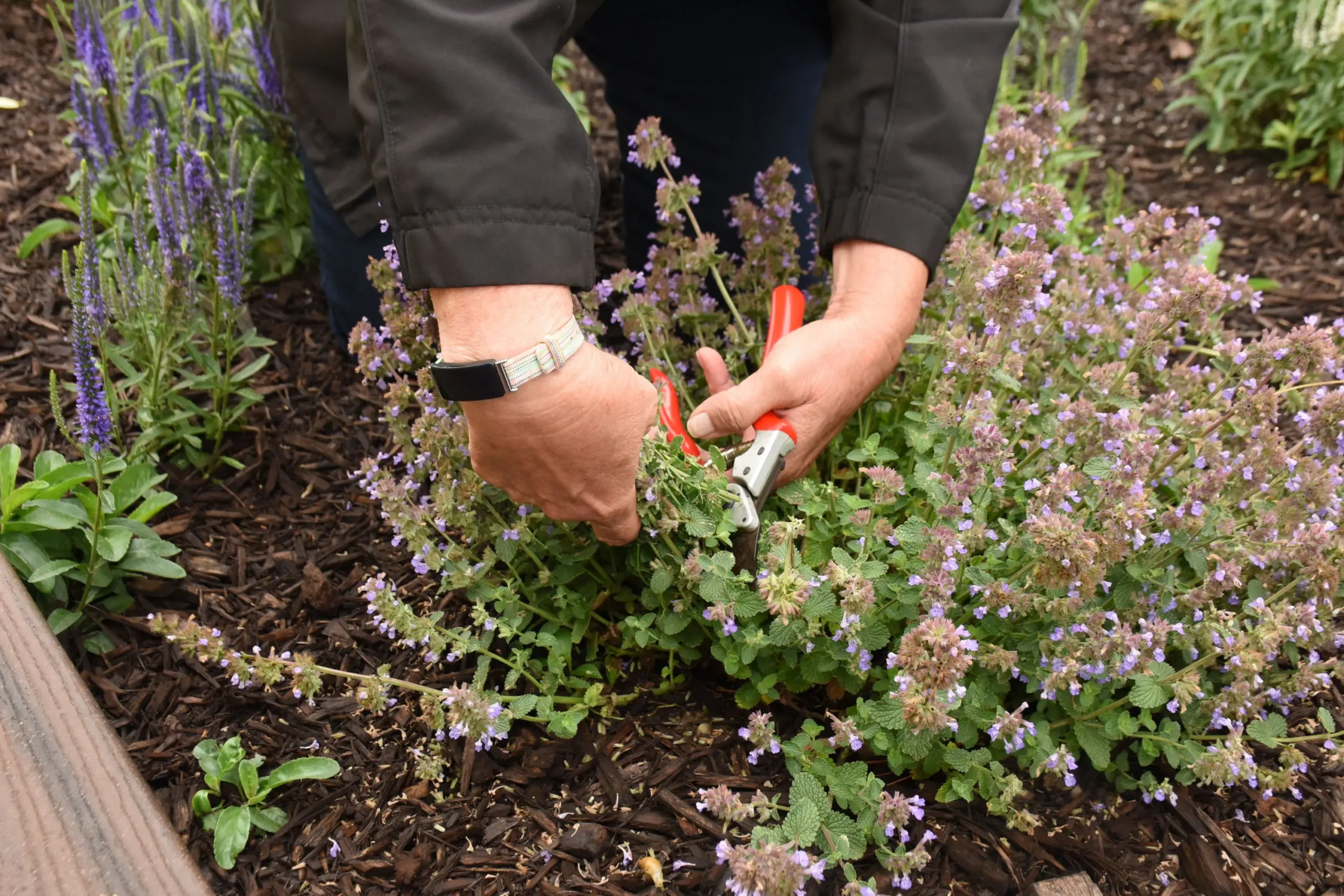 Perennial Care - Tips for Maintaining Perennial Plants ...