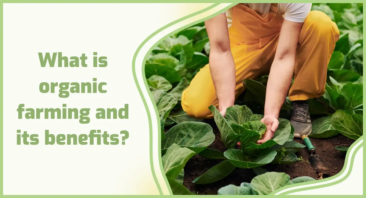 financial considerations comparison benefits of organic gardening