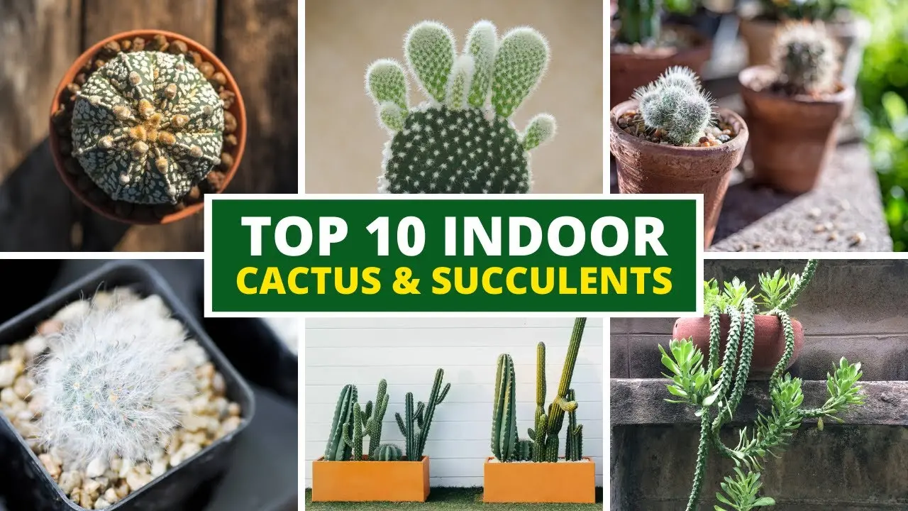 succulents and cacti for beginners best indoor plants