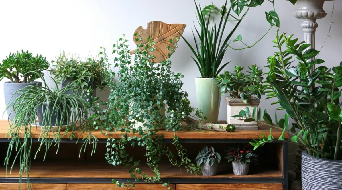 plant care tips for beginners best indoor plants