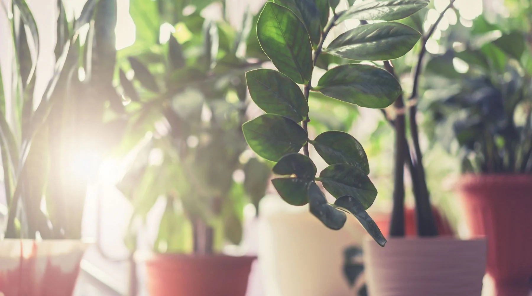 common mistakes to avoid with houseplants best indoor plants for beginners