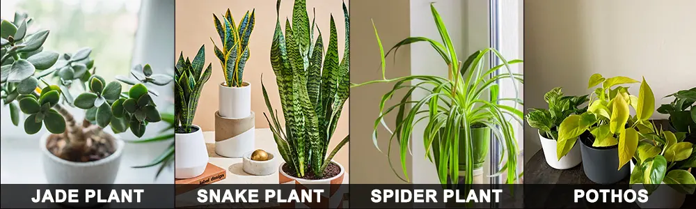 comparing difficulties of various indoor plants best for beginners