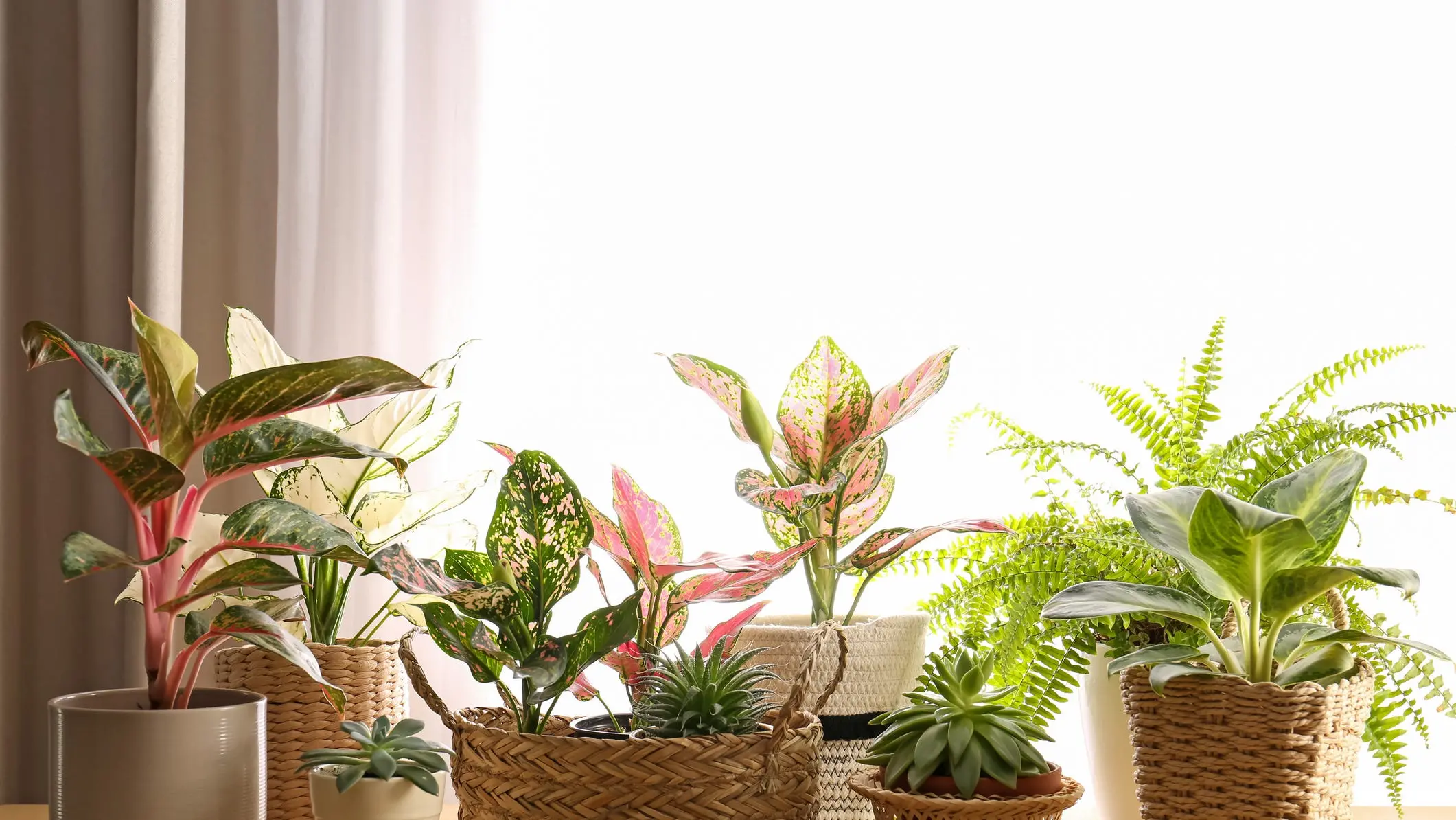 choosing between flowering and foliage plants best indoor for beginners