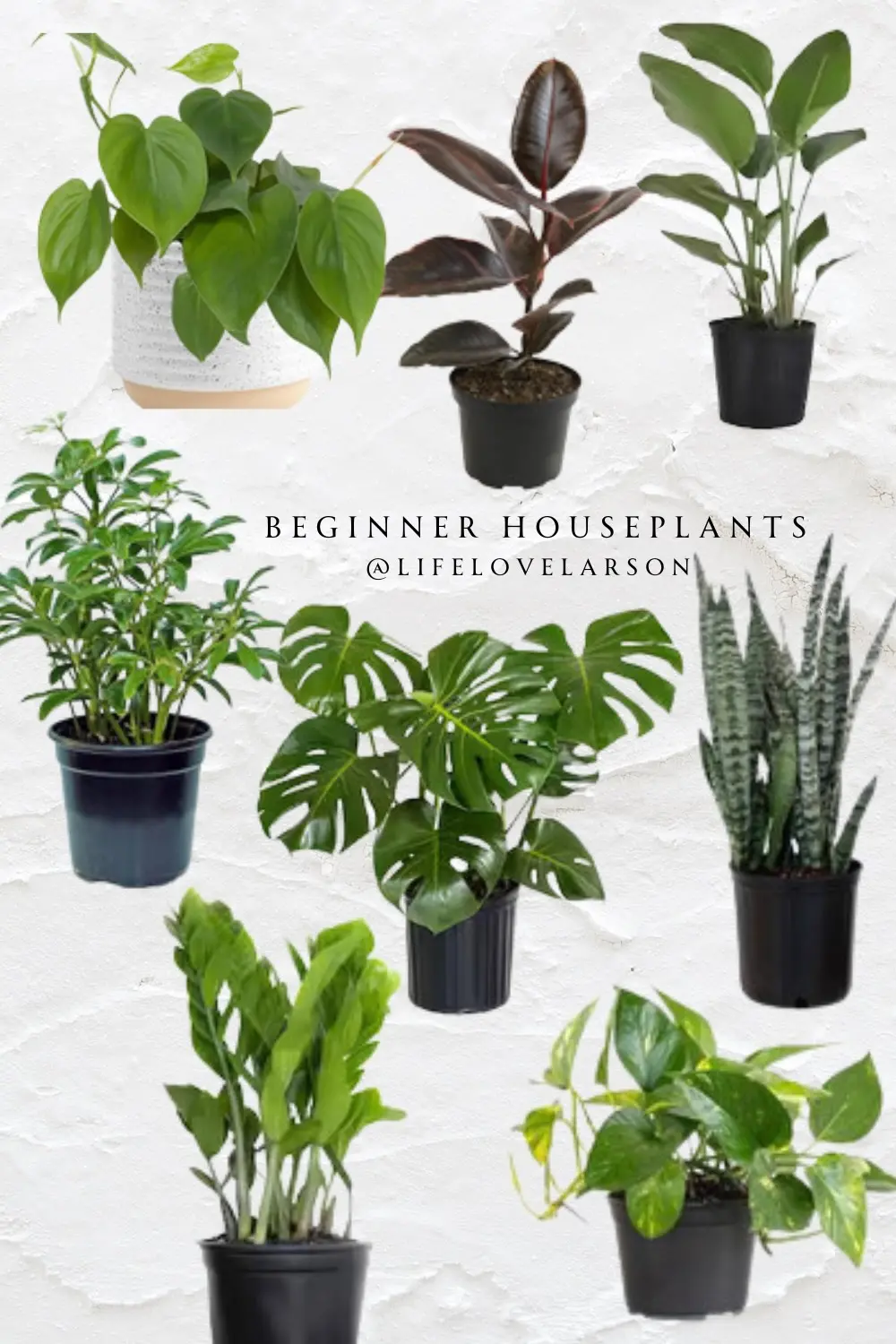 low-maintenance houseplants for newbies best indoor plants beginners