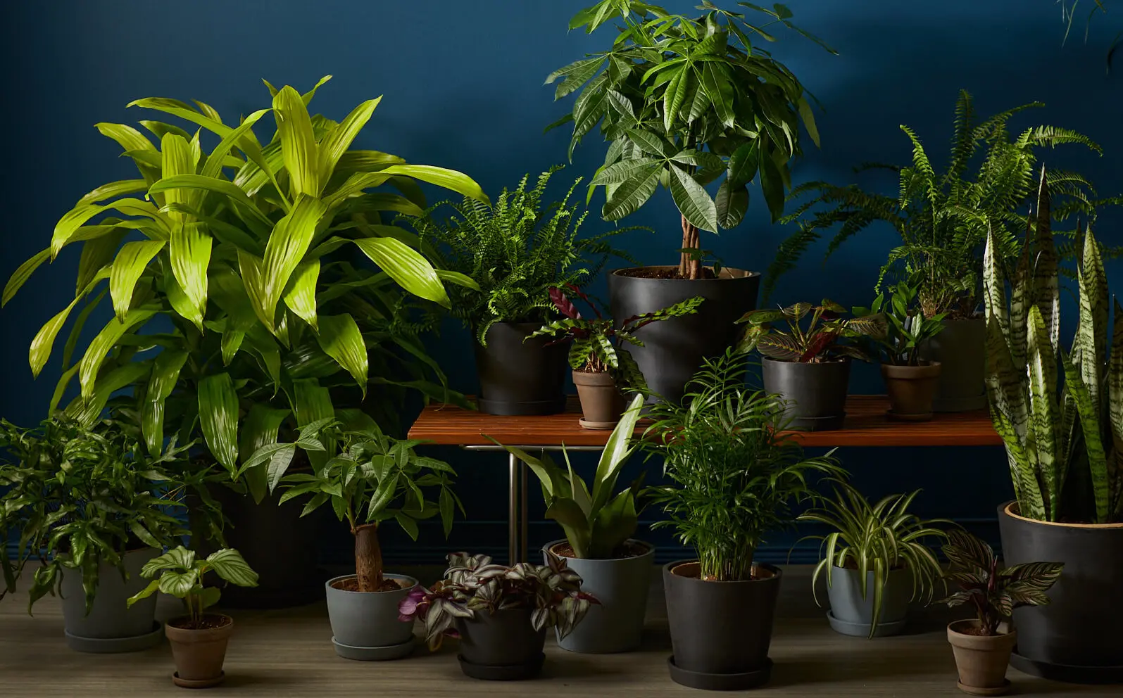 ideal plants for low light conditions best indoor beginners