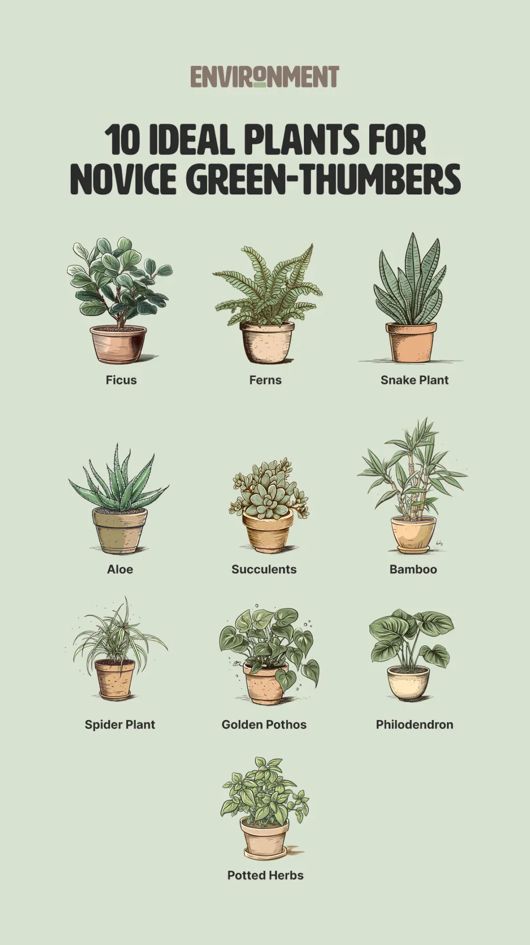 popular indoor plants for beginners best