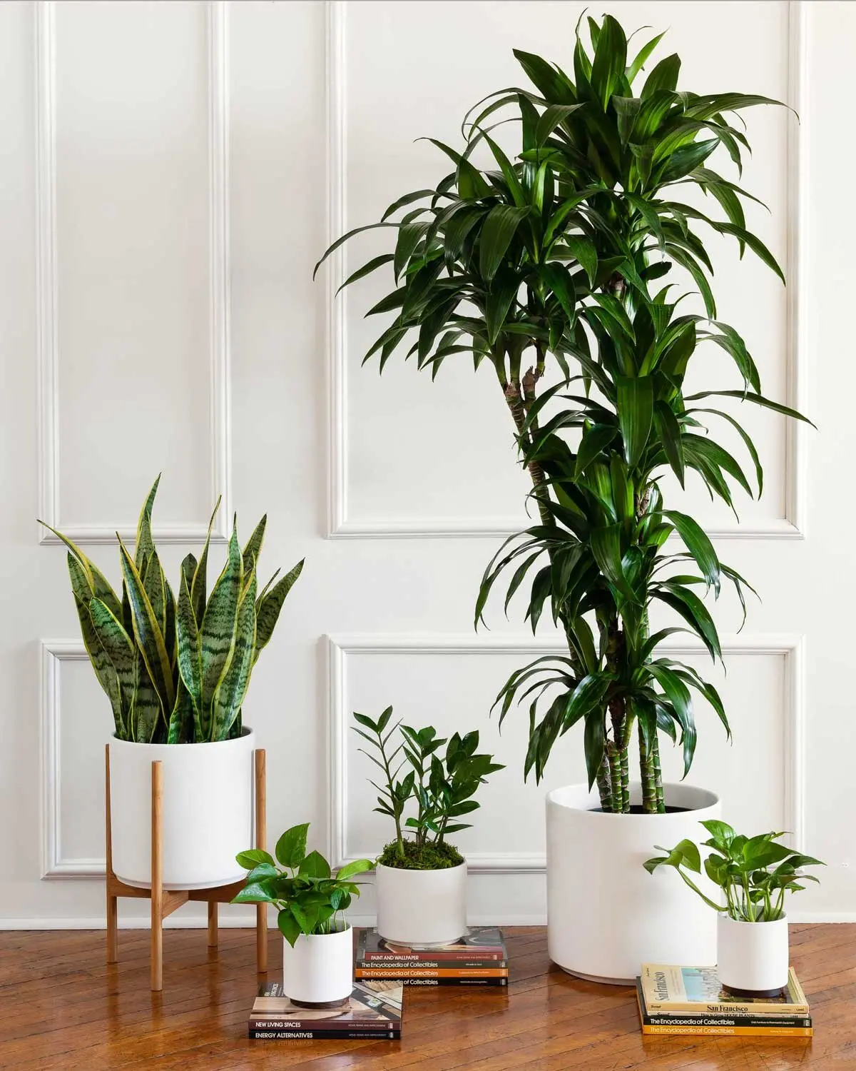 air-purifying indoor plants best for beginners