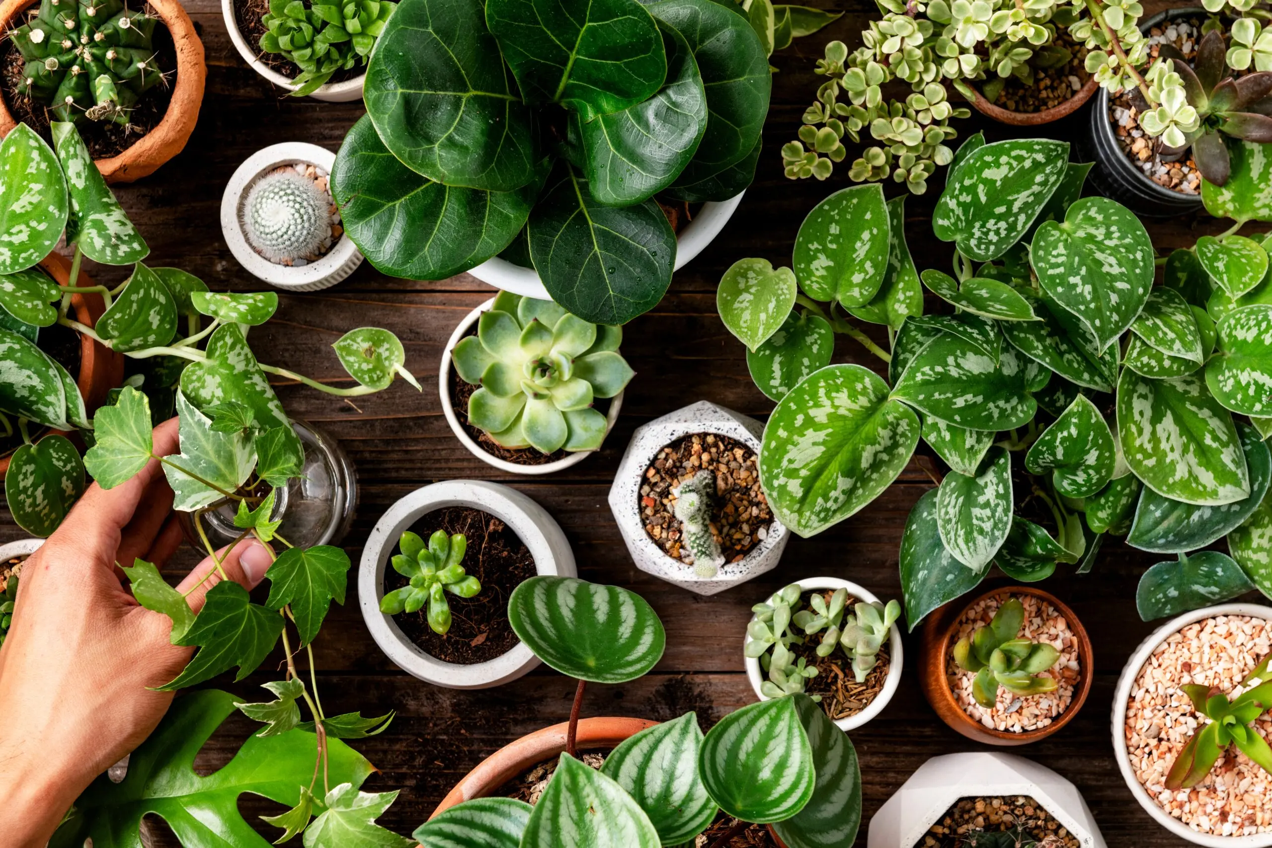 best indoor plants for clean air beginners