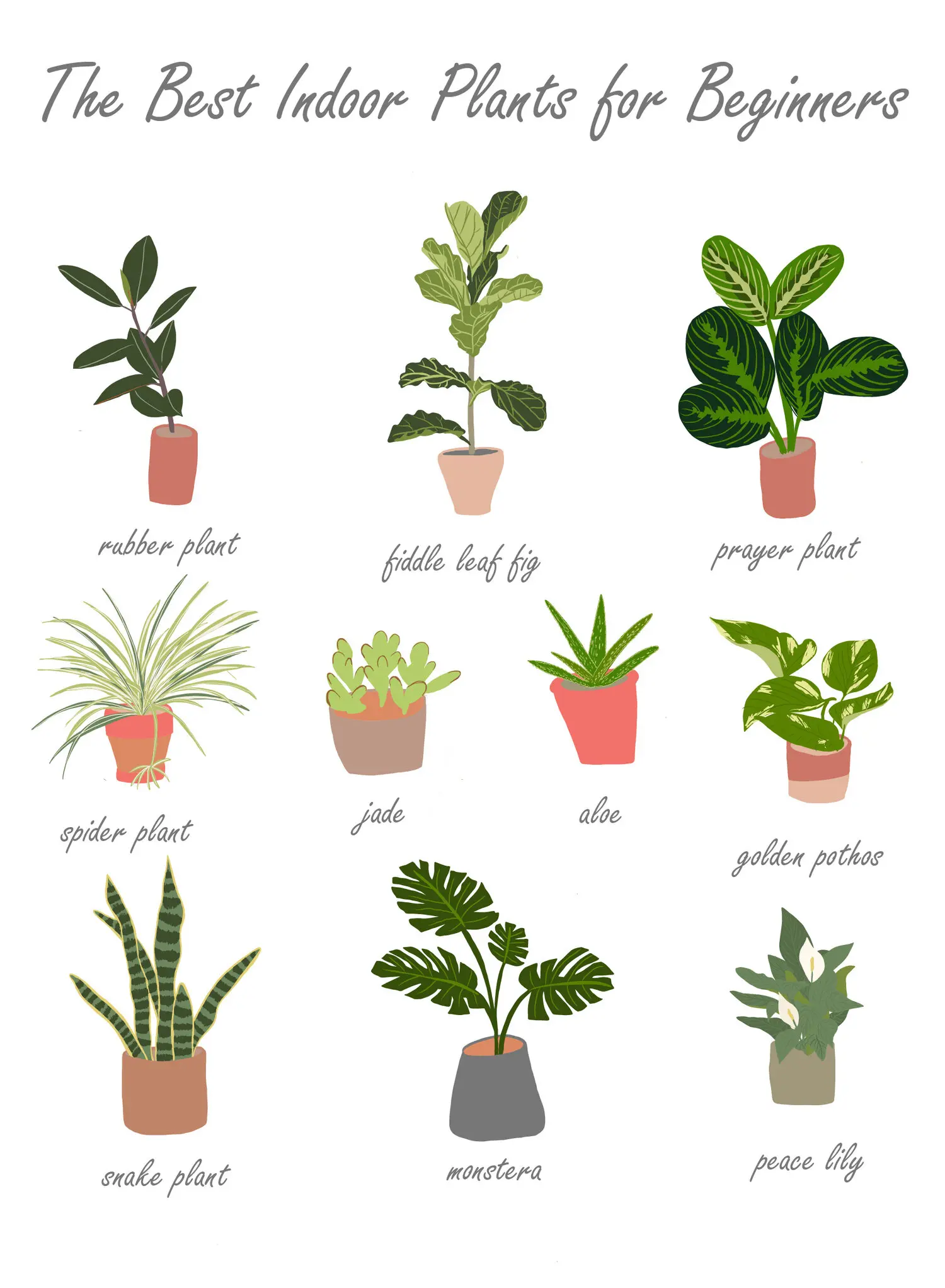 varieties of indoor plants best for beginners