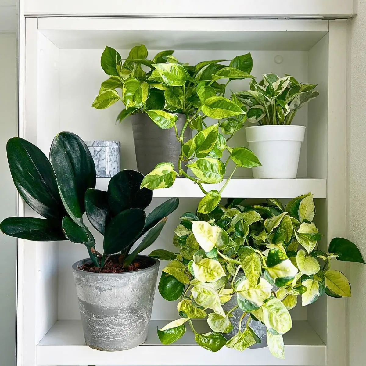 most resilient houseplants best indoor plants for beginners