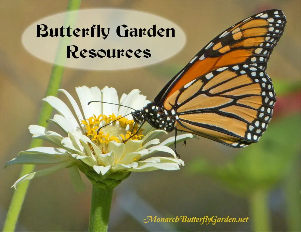 providing essential resources for butterflies creating a butterfly garden