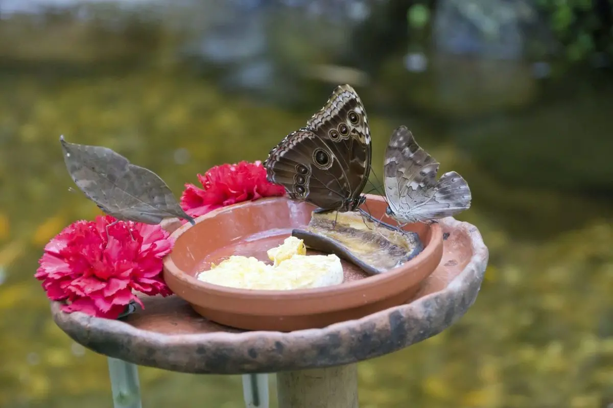 water sources: puddling stations and birdbaths creating a butterfly garden