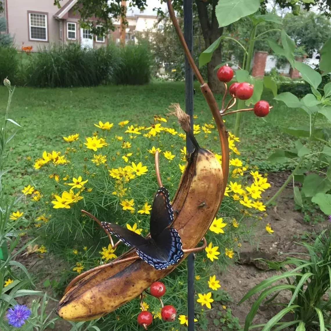 alternative feeding stations for butterflies creating a butterfly garden