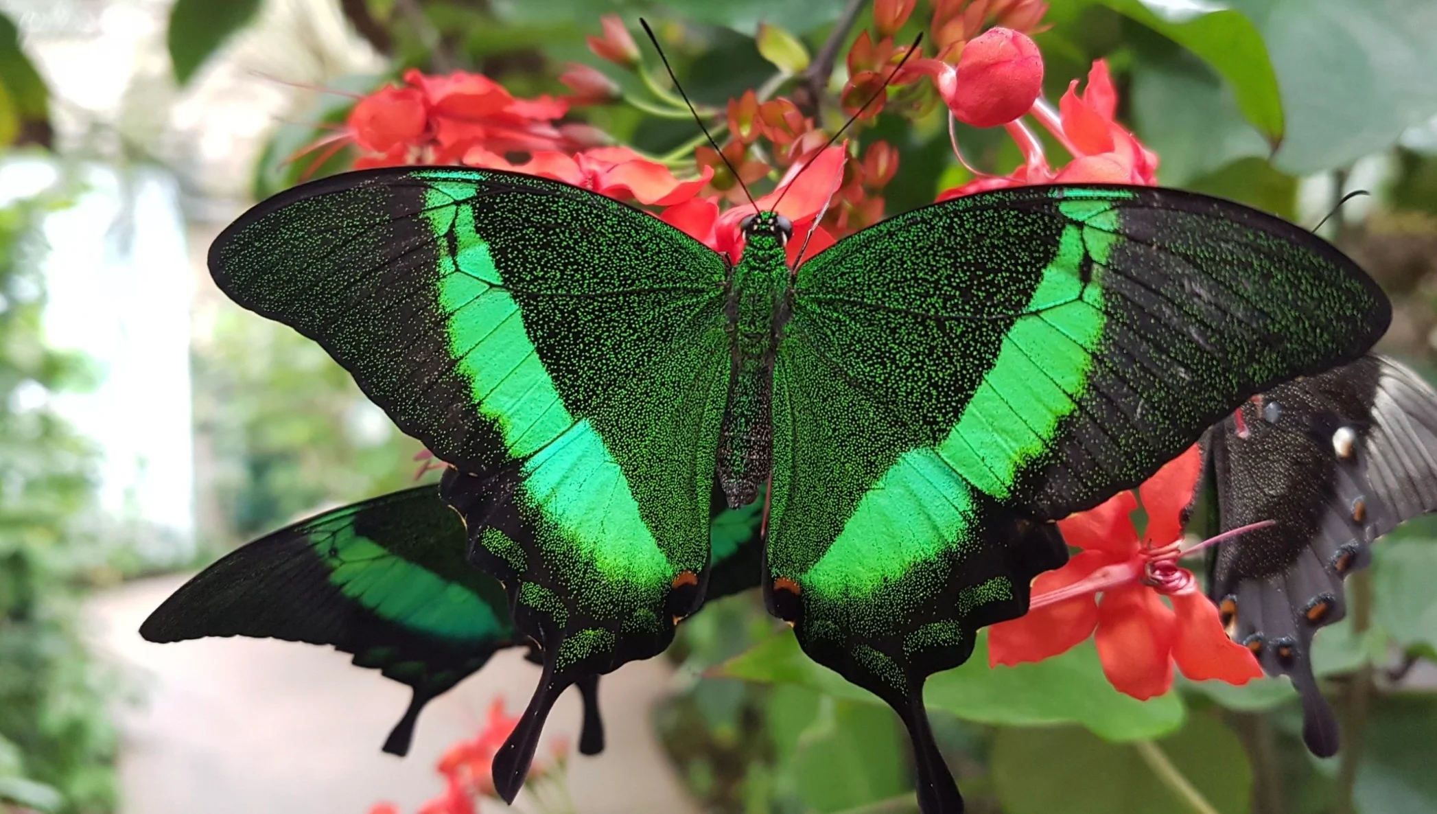 monitoring butterfly species and garden health creating a