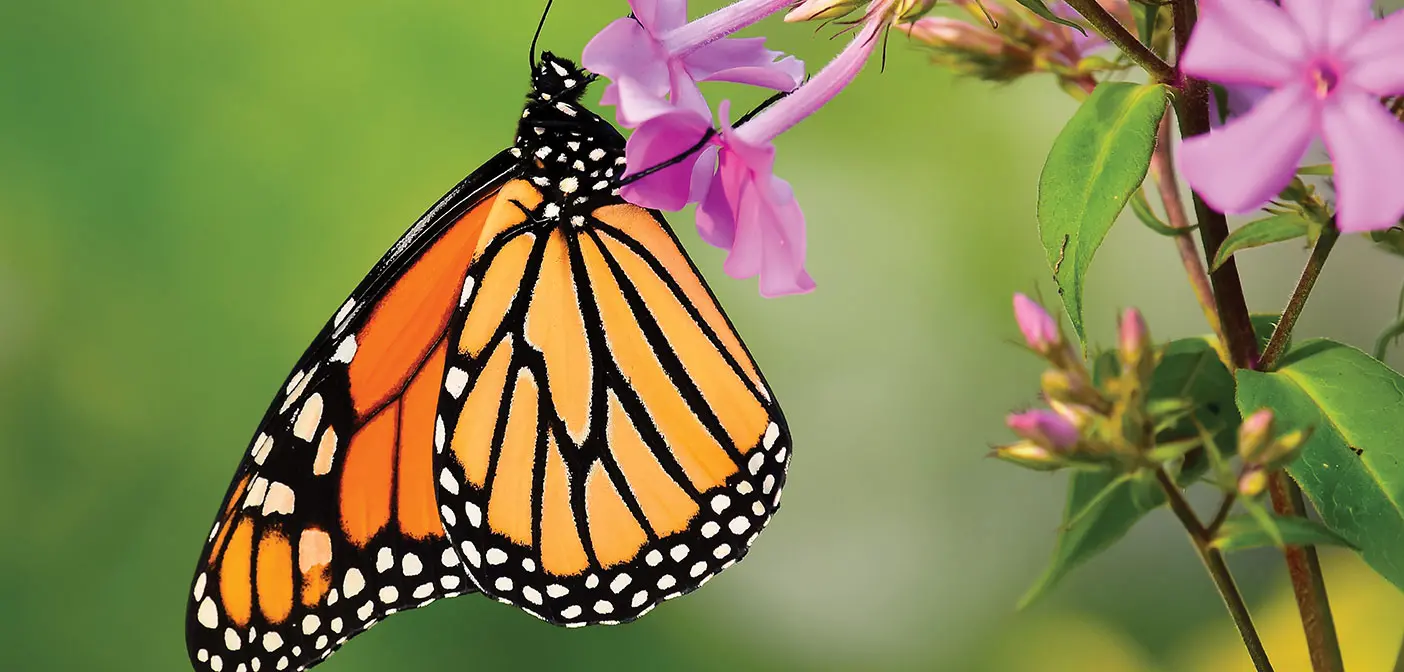 importance of sunlight for butterflies creating a butterfly garden