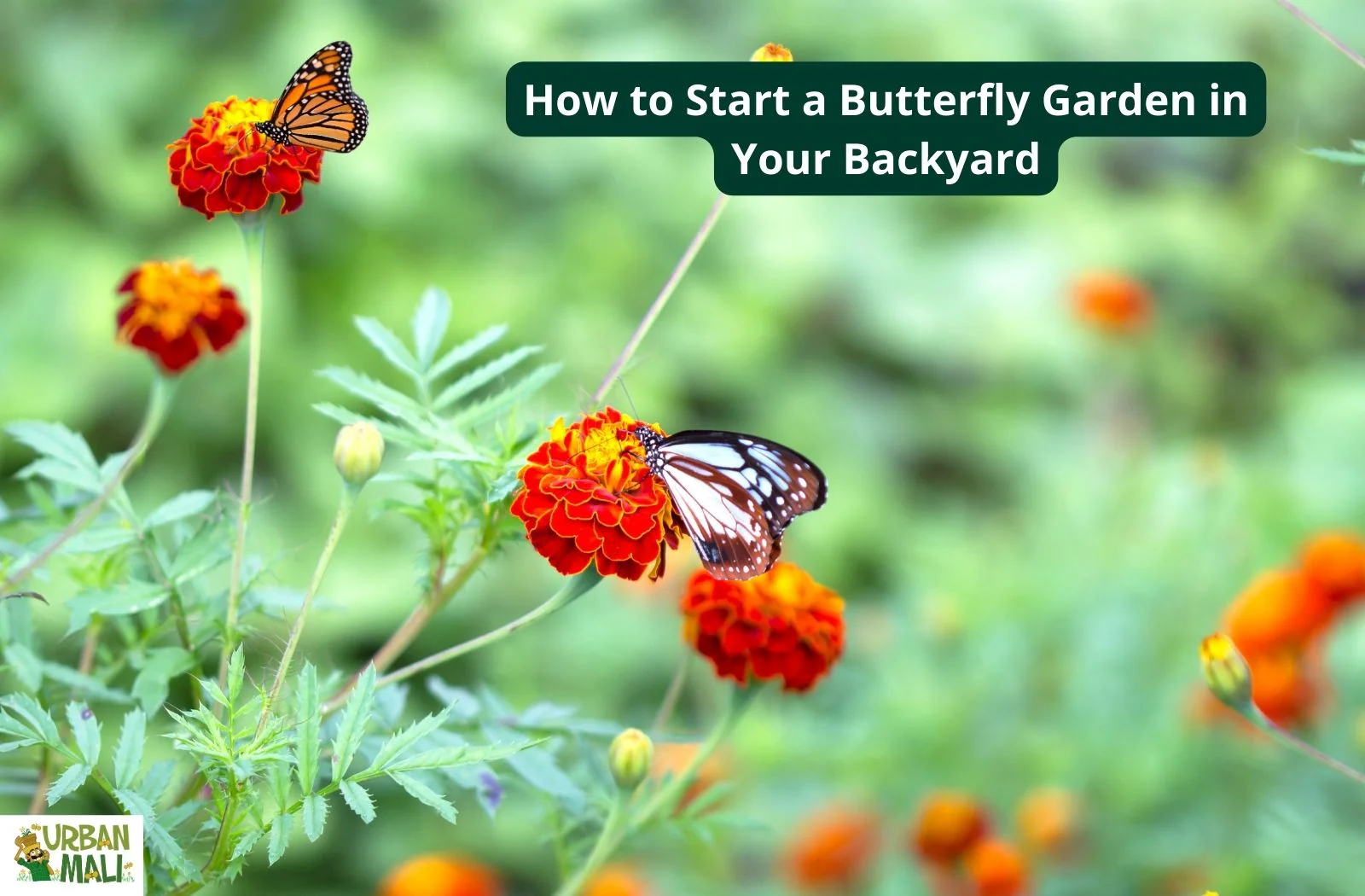 avoiding harmful practices creating a butterfly garden