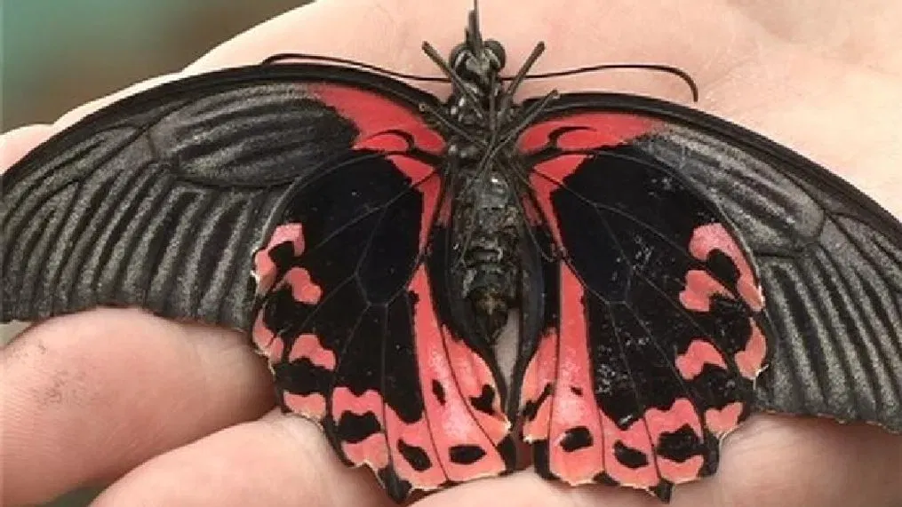 dangers of pesticides on butterflies creating a butterfly garden