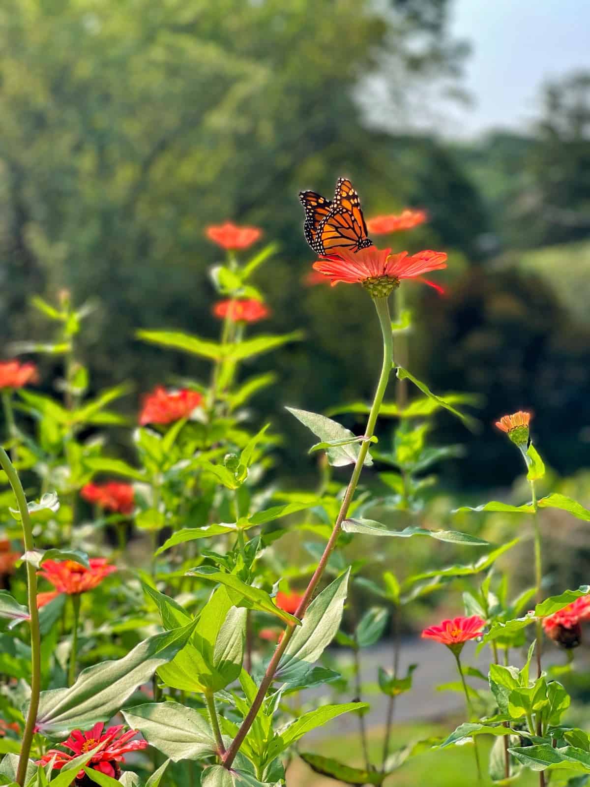 alternatives to chemical pest control creating a butterfly garden