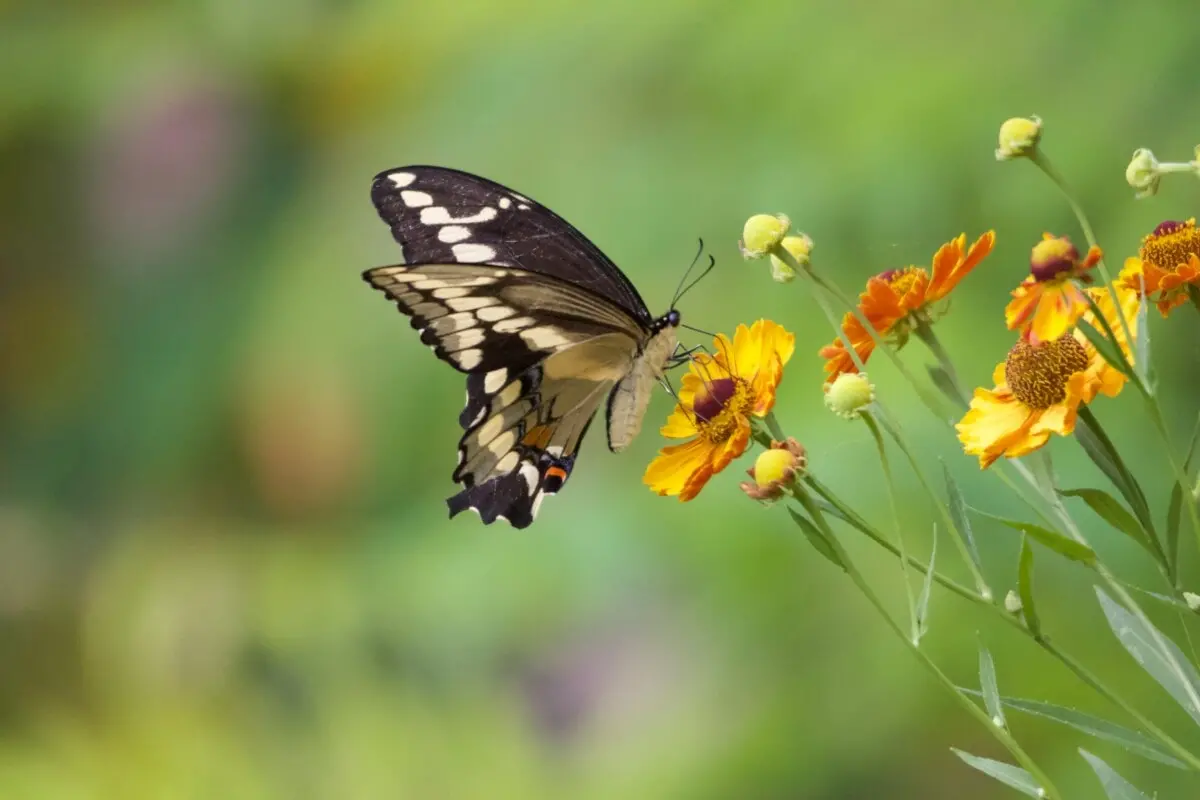 considerations for wind protection creating a butterfly garden