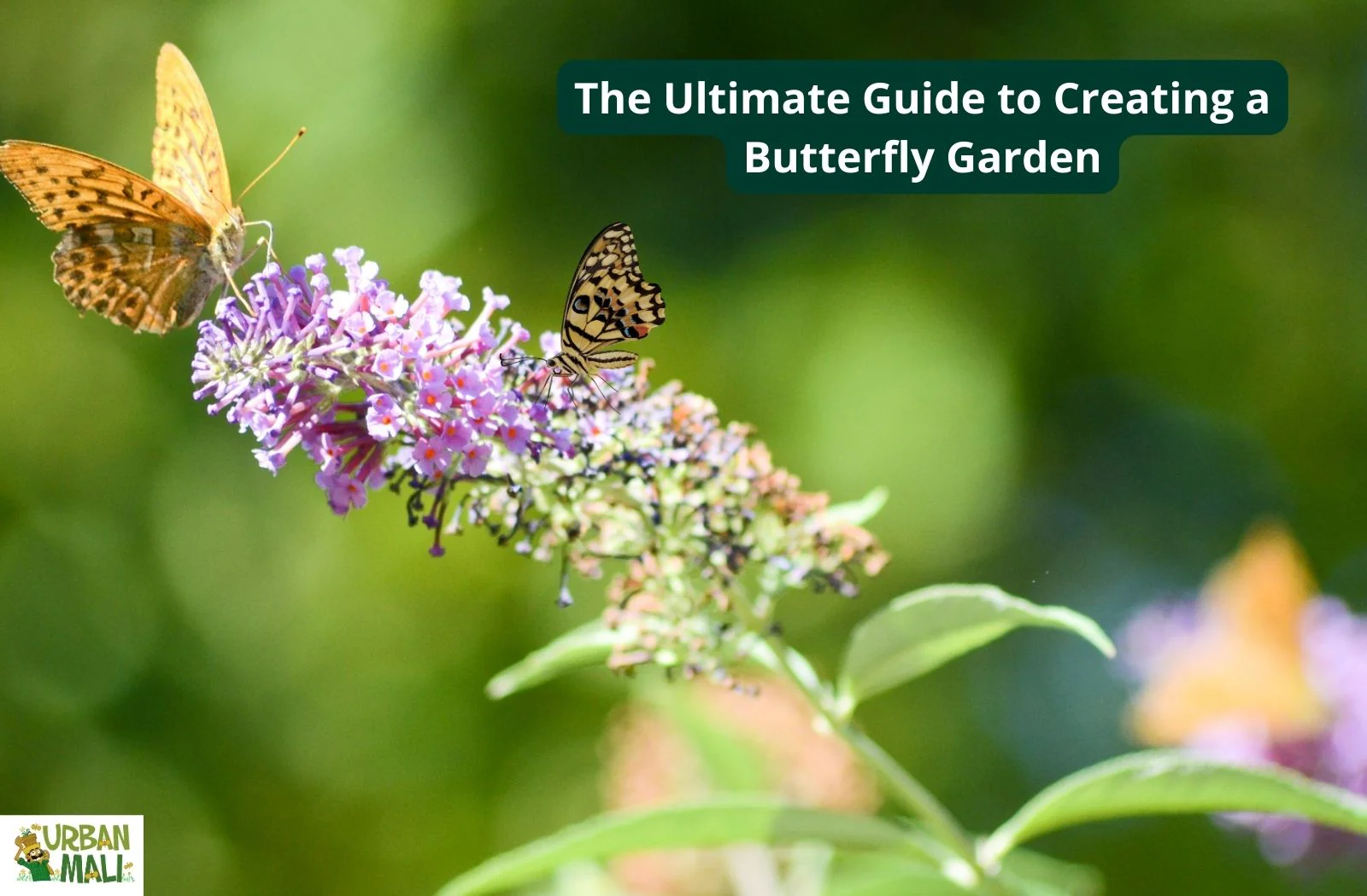 proximity to water sources creating a butterfly garden