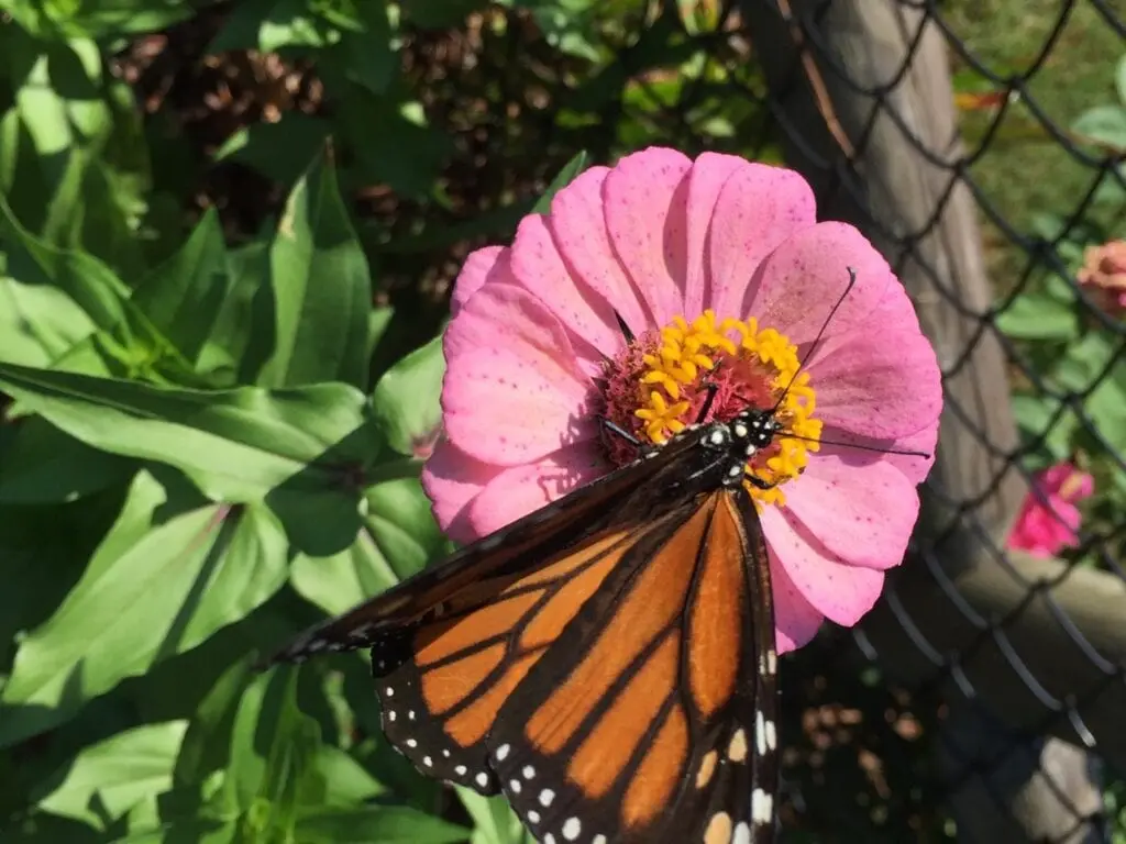 nectar sources for adult butterflies creating a butterfly garden