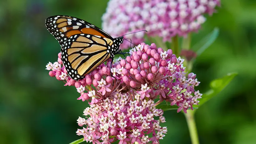 host plants for butterfly larvae creating a garden