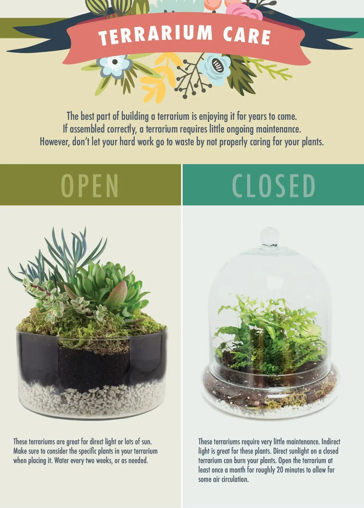 closed vs. open terrariums: which is better? creating a terrarium