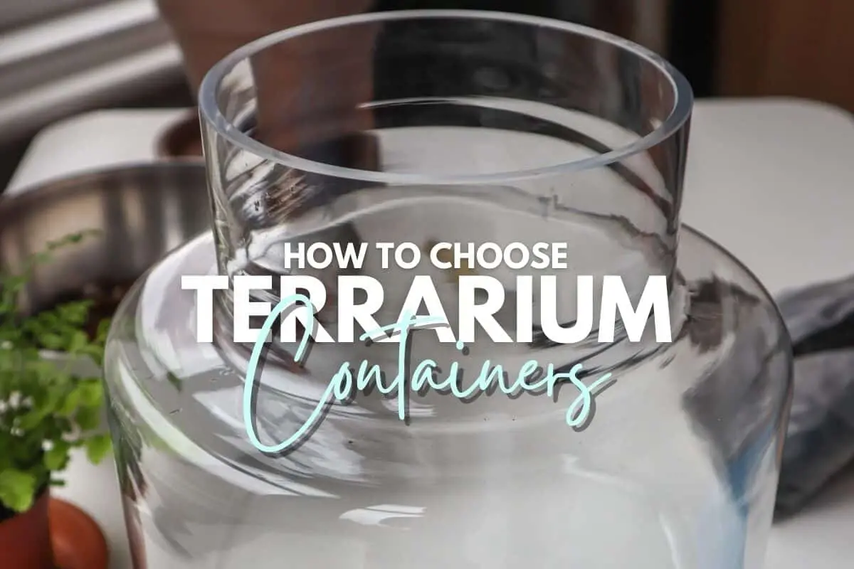 types of containers suitable for terrariums creating a terrarium