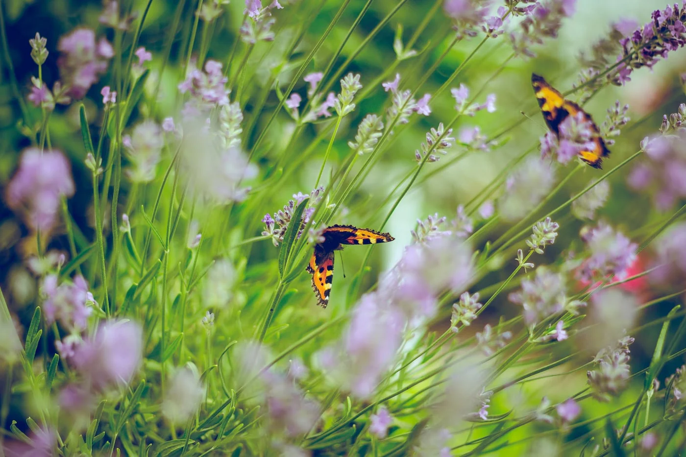 composting for wildlife gardens creating a wildlife-friendly garden