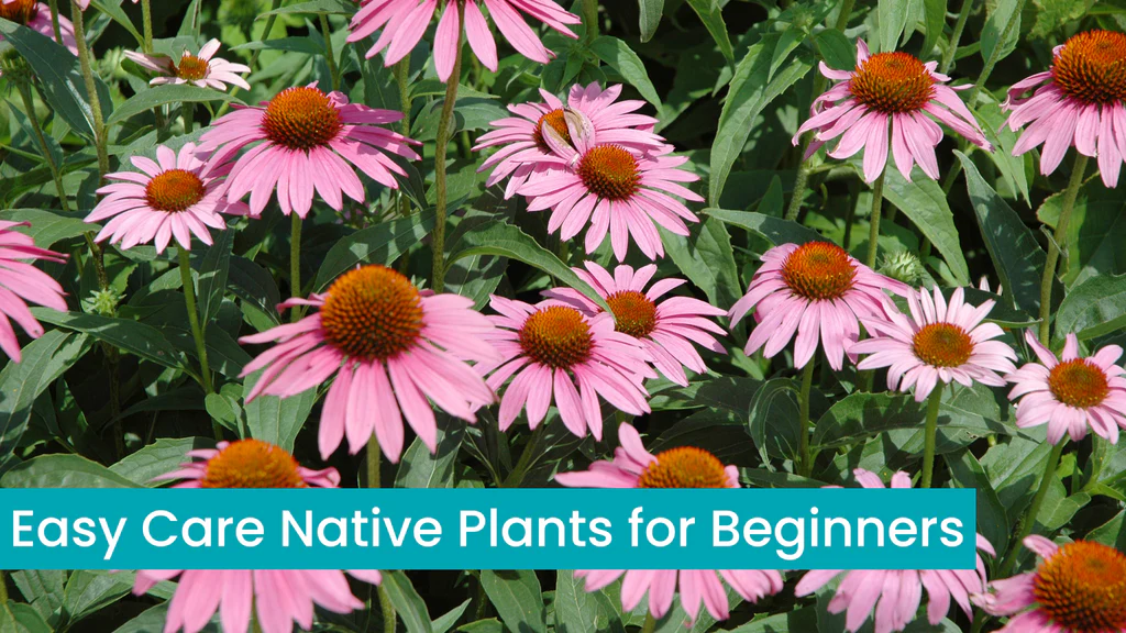 choosing native plants for your garden creating a wildlife-friendly