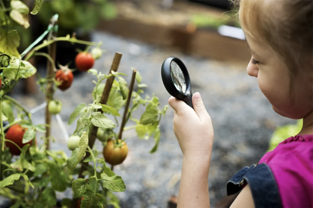 comparison of different educational gardening approaches projects