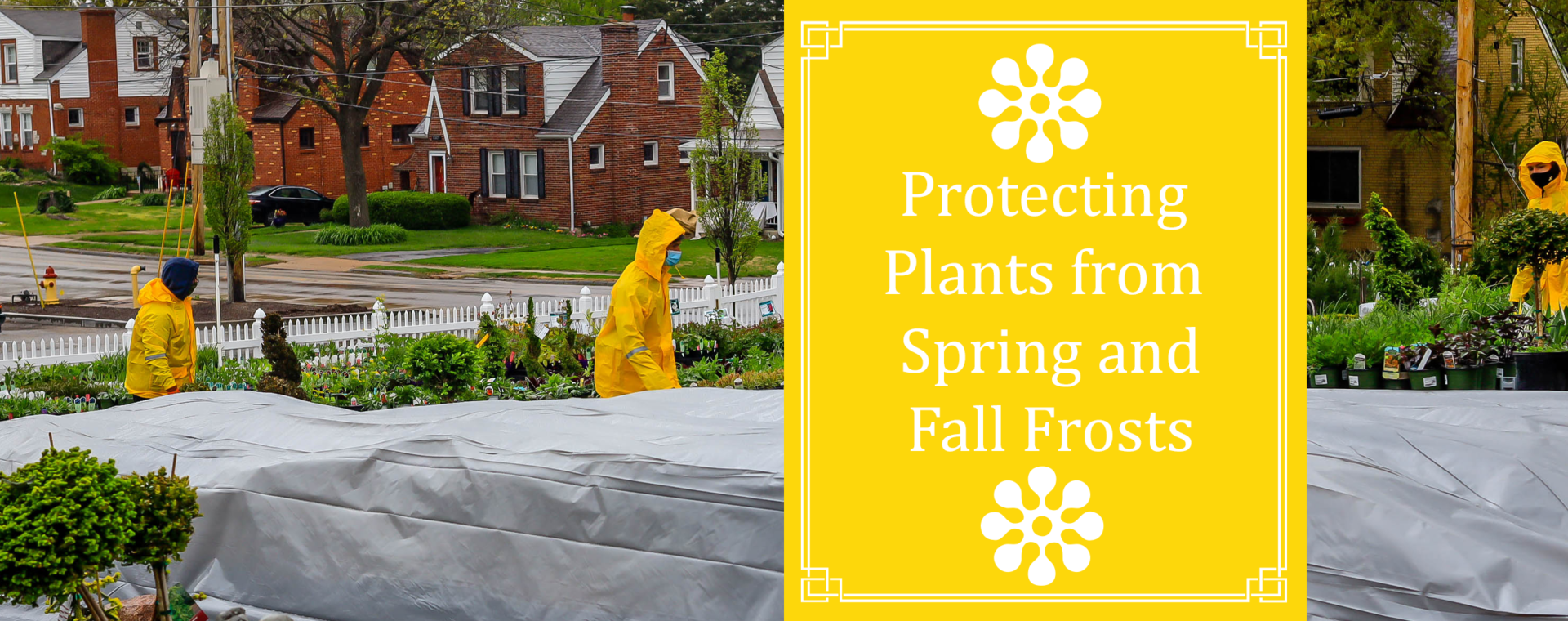 protecting plants from frost and cold fall gardening tasks