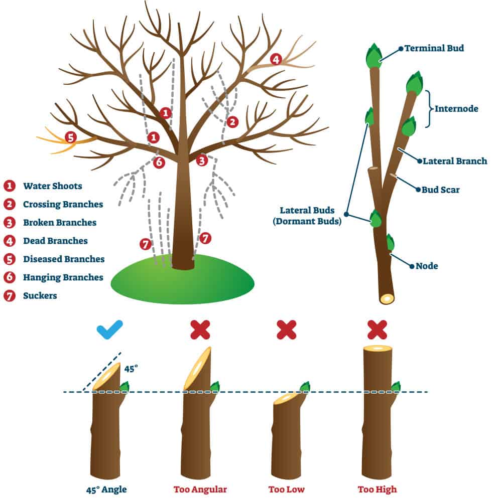 pruning techniques for fall gardening tasks