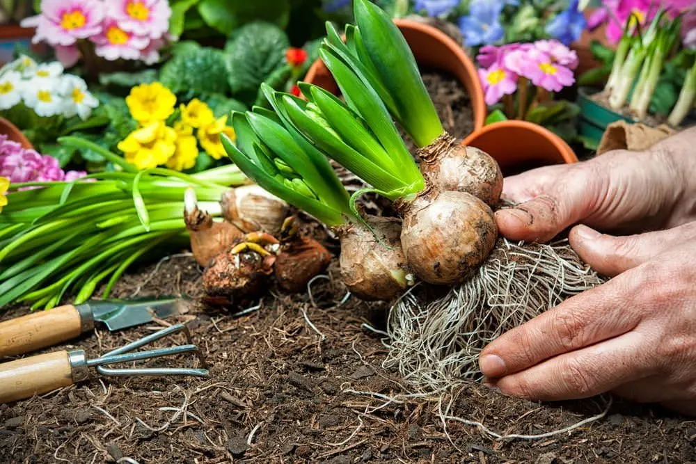 best bulbs for fall planting gardening tasks